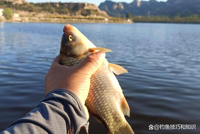 初春鲫鱼钓深还是钓浅？春钓鲫鱼的深浅规律