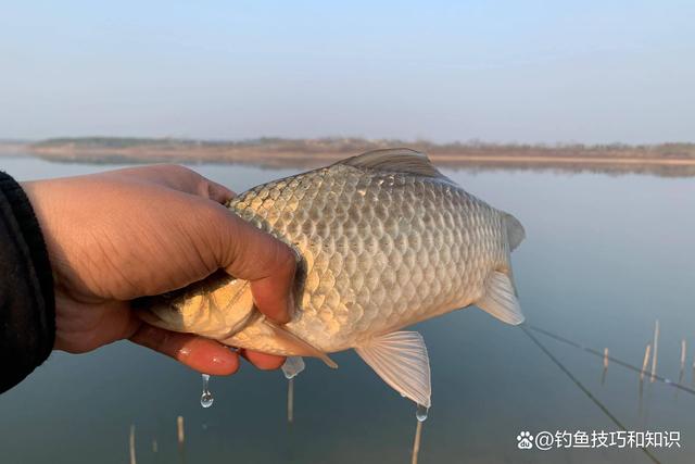 初春鲫鱼钓深还是钓浅？春钓鲫鱼的深浅规律