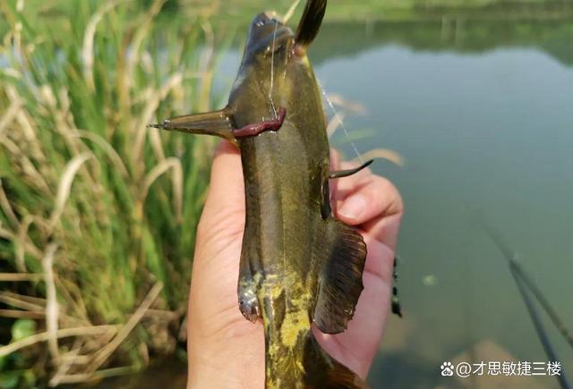 春季野钓：窝料配鲫鱼鲤鱼，排队上钩