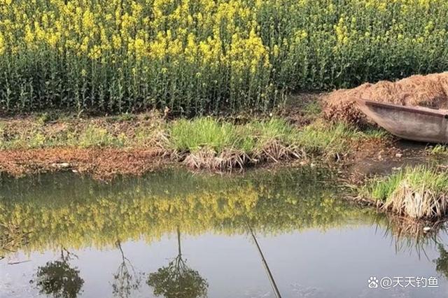 仲春野钓，鱼情虽好也有3不钓，少采坑多钓鱼