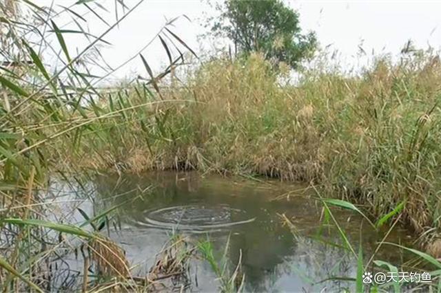 春季野钓找浅滩，找这4种水草窝点，都是天然鱼窝子