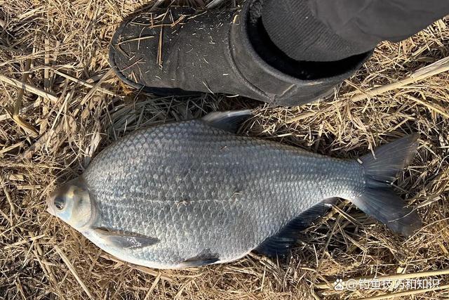 开春钓鳊鱼的4个技巧，体验钓鳊鱼疯狂连竿