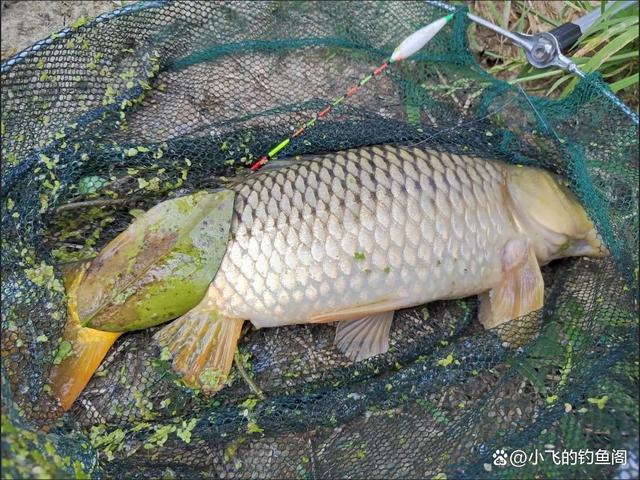 “老坛玉米”不用买，自己做比买的划算，稳稳拿捏野生大鲤鱼