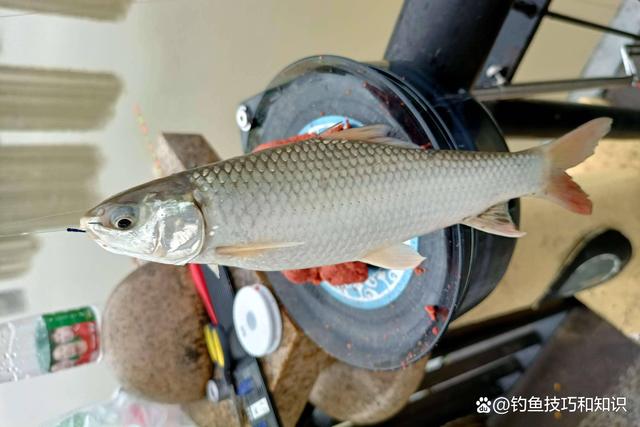 春季钓土鲮用什么鱼饵？春钓土鲮的用饵思路