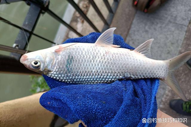 春季钓土鲮用什么鱼饵？春钓土鲮的用饵思路