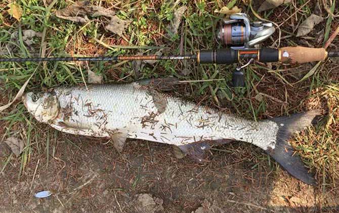 水库最出翘嘴鱼的钓位怎