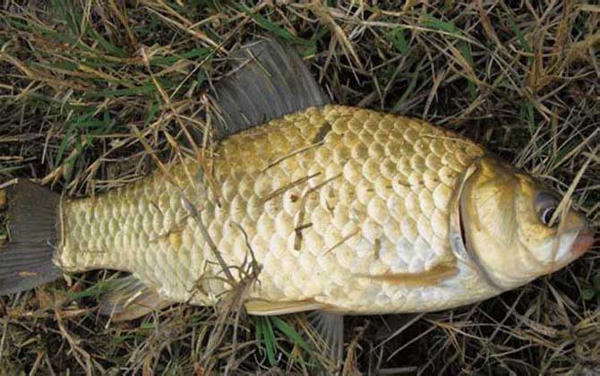 <b>野钓怎样才能钓到大鲫鱼？</b>