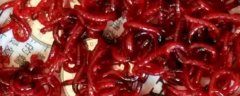 什么时候用红虫钓鱼最好