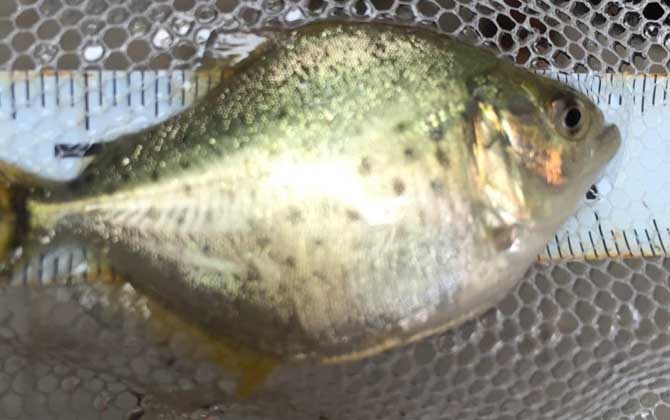 食人鱼