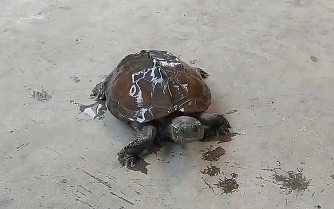 草龟
