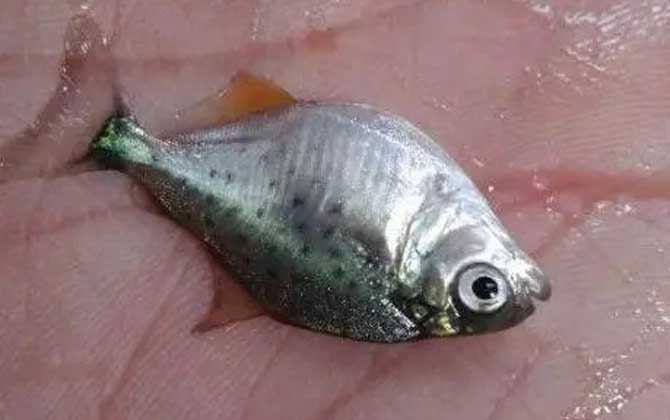 食人鲳