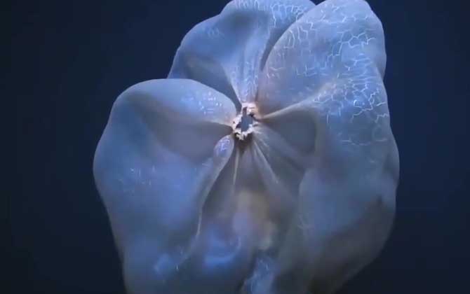 胎盘水母