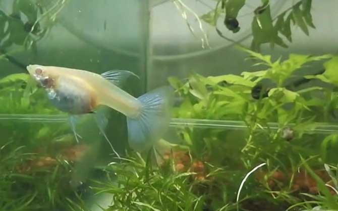 孔雀鱼