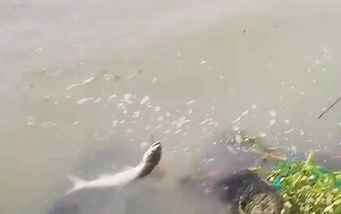鳡鱼