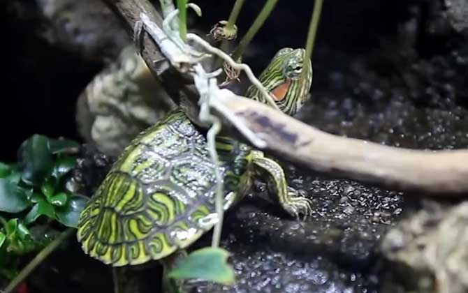 巴西龟可以干养吗？