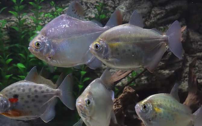 食人鲳