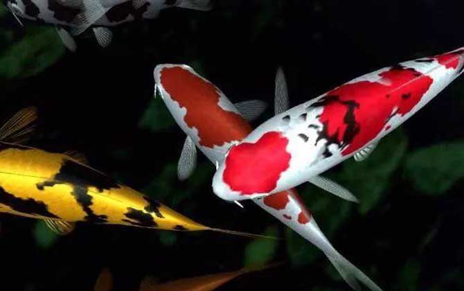 锦鲤寿命最长能活多少年