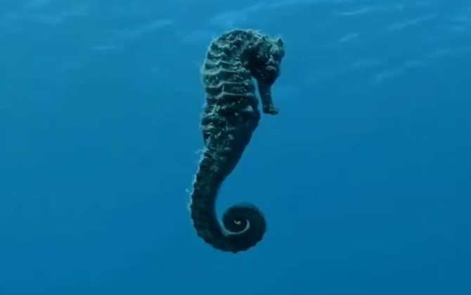 小海马