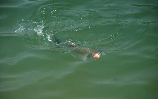 海竿钓鲢鳙钓组安装方法