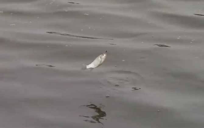 <b>九月钓鱼钓浅水还是钓深水？</b>