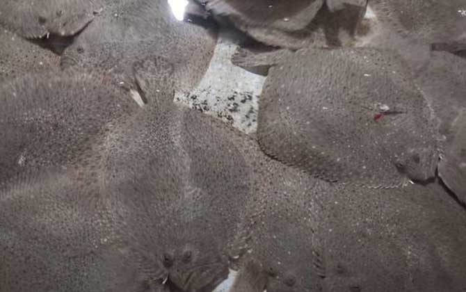 多宝鱼