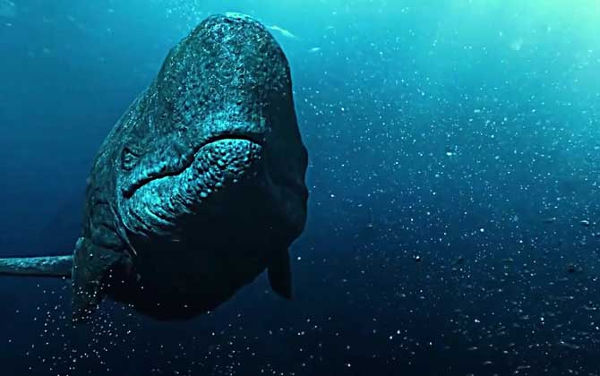 梅氏利维坦鲸是什么动物？