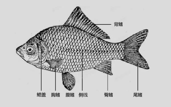 偶鳍