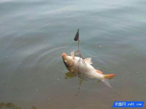 抛竿用什么线，抛竿用几号线合适？