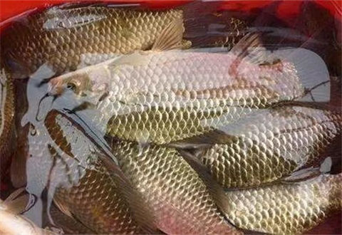 <b>3个钓鱼常识误区，钓鱼人别再犯了</b>