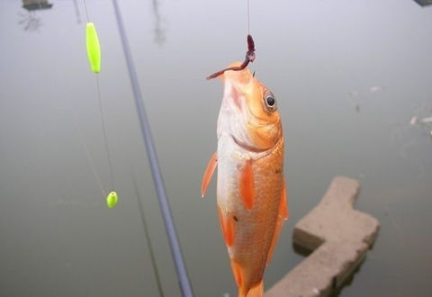 初学钓鱼9大禁忌，你有犯