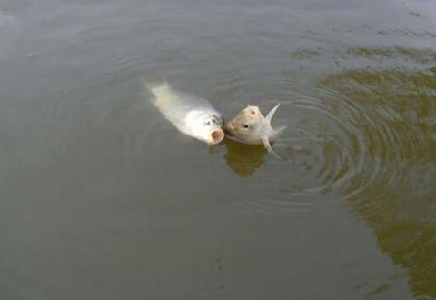 <b>10个钓鱼奇招，学会一半就是高手了</b>