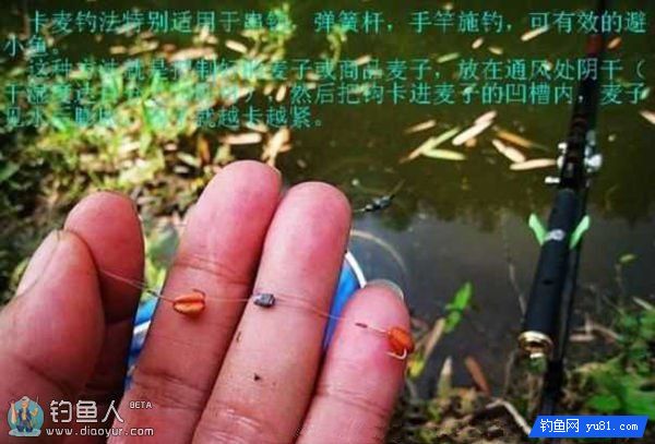 有效避免小鱼闹钩的麦子鱼饵和包饵钓法