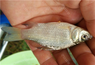 <b>新手钓鱼需知的钓前准备及注意事项</b>