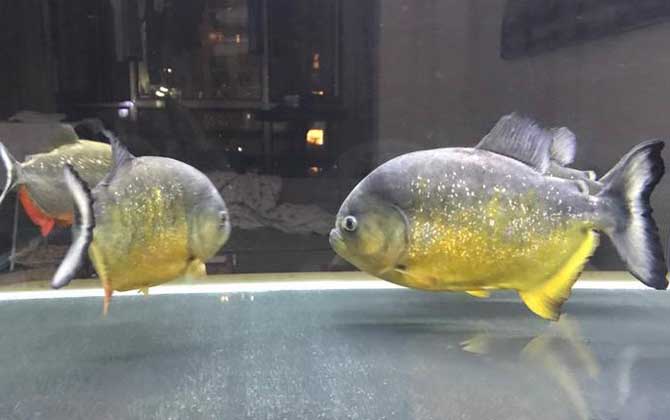 鱼怎么消毒