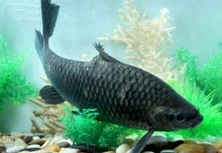 <b>军鱼和青波到底是不是一种鱼？</b>
