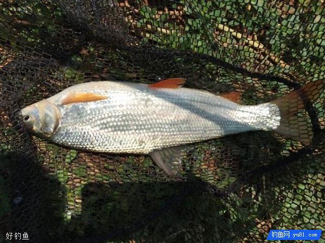军鱼和青波到底是不是一种鱼？