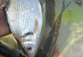 新手入门之看鱼星与快速上饵