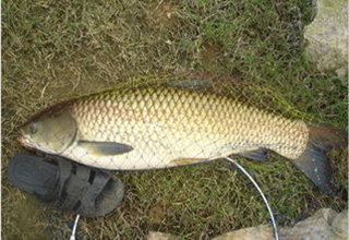 <b>图解不切子线的挂钩方法</b>