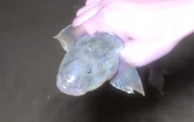 推浪鱼