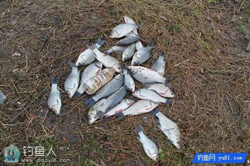 海竿冬钓鲫鱼的爆炸饵与窝米的制作