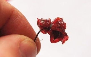 <b>红虫饵料的保存与穿钩法分享</b>