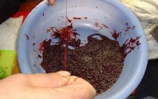 <b>冬钓首选钓饵——红虫的使用技巧</b>