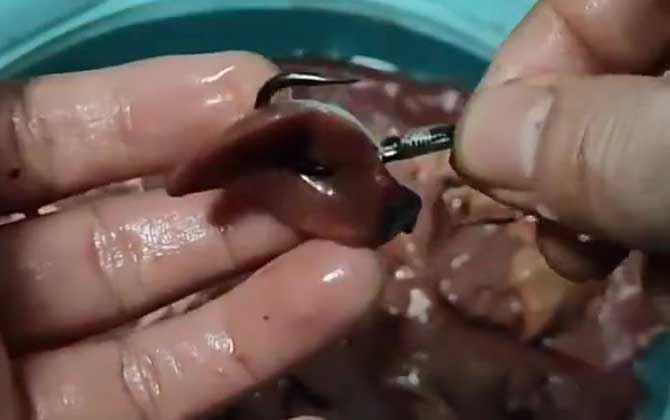 鸡肝钓鱼