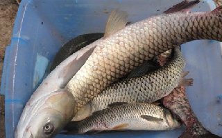 鲜嫩玉米自制钓草鱼的独门饵料秘方