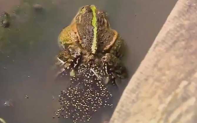 青蛙