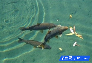 这些冷门的钓鱼小技巧很使用，钓鱼新手必知！