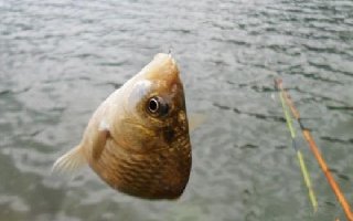 冬季水库钓鱼的两款自制