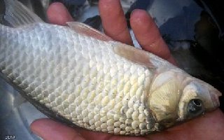 <b>冬春低温钓大鲫鱼的窝料与钓饵搭配</b>