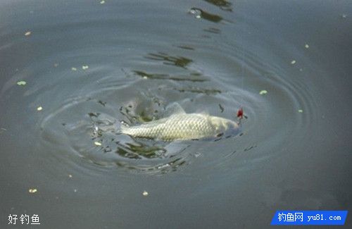 不同钓法不同鱼吃饵咬钩的鱼讯特点