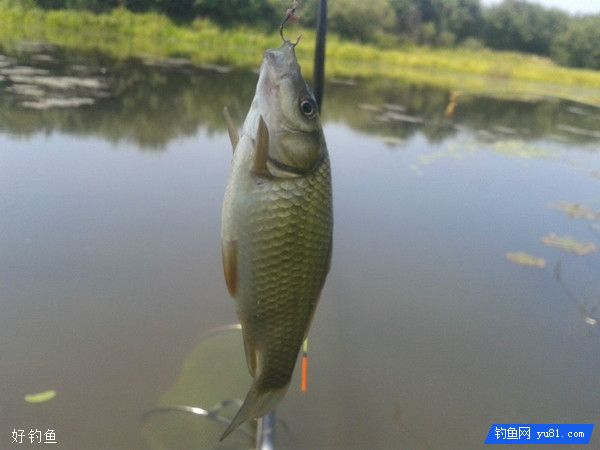 漫谈钩刺鱼嘴的位置和提竿的快慢